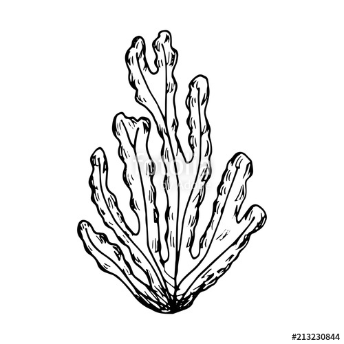 500x500 Seaweed Sketch Sea Plants Vector Isolated On White Background - Sea Plants Drawing