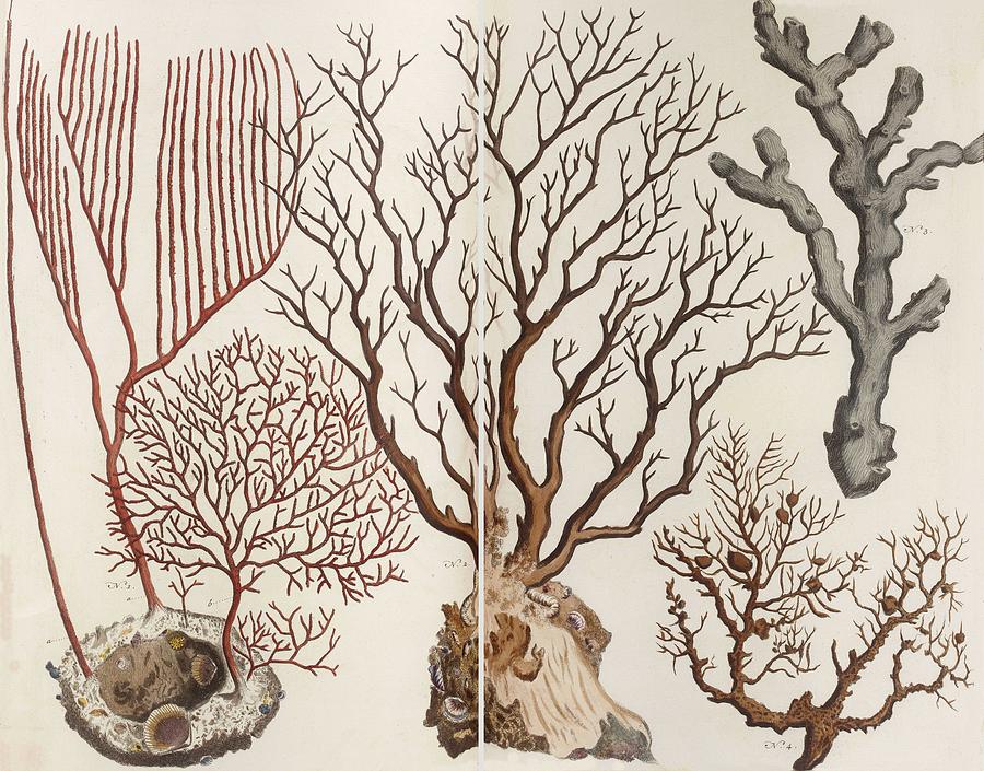 900x705 Aquatic Animals - Sea Plants Drawing