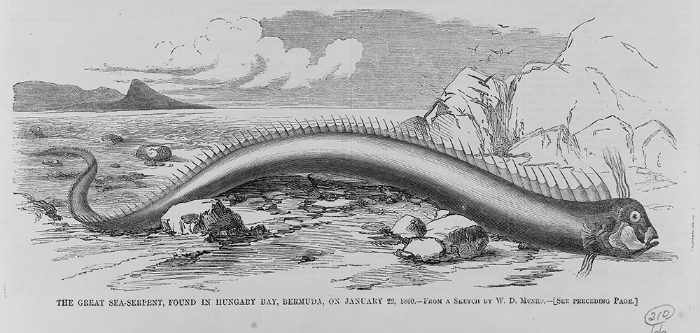 1000x476 the great american sea serpent folklife today - Sea Serpent Drawing