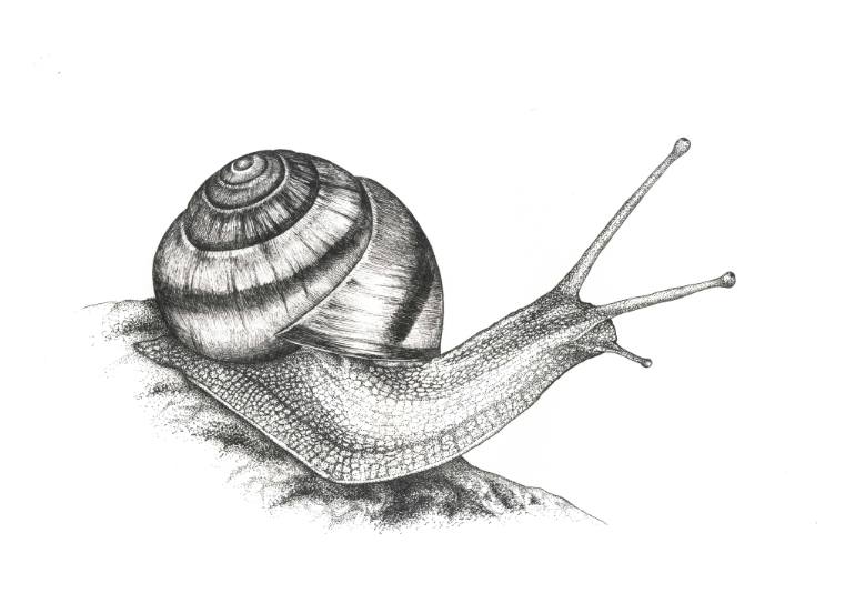 Realistic Snail Drawing at Explore collection of