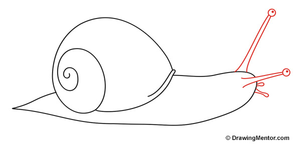 600x300 how to draw a snail tutorial - Sea Snail Drawing