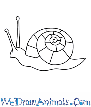300x350 how to draw a snail - Sea Snail Drawing
