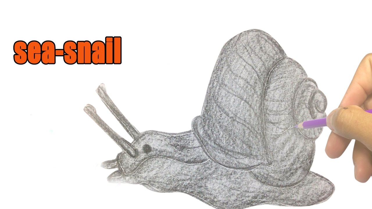 1280x720 how to draw a sea snail - Sea Snail Drawing