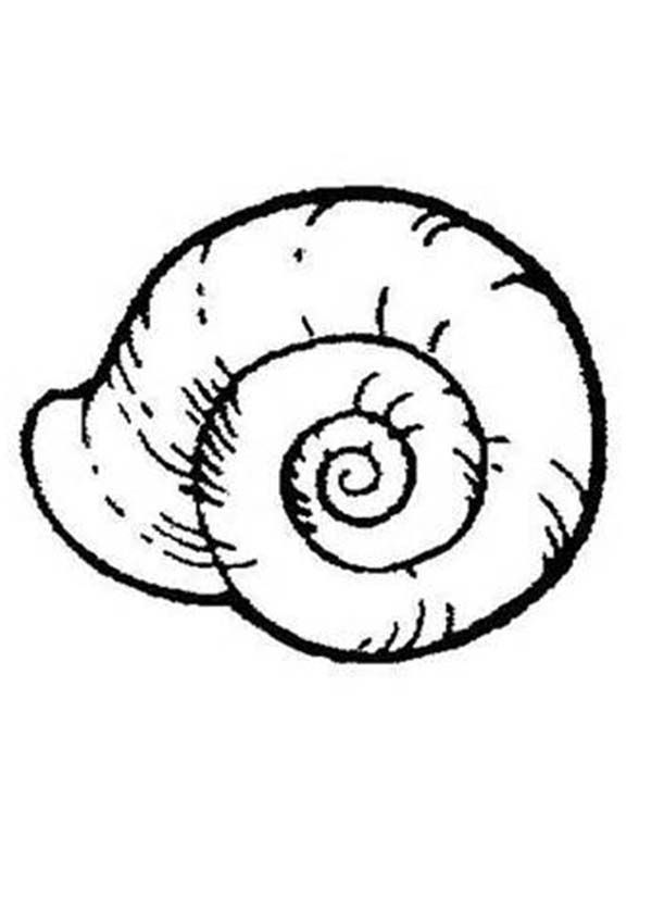 600x850 shell drawing sea snail for free download - Sea Snail Drawing