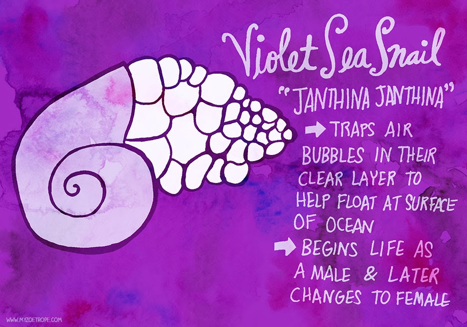 936x656 my zoetrope violet sea snail - Sea Snail Drawing