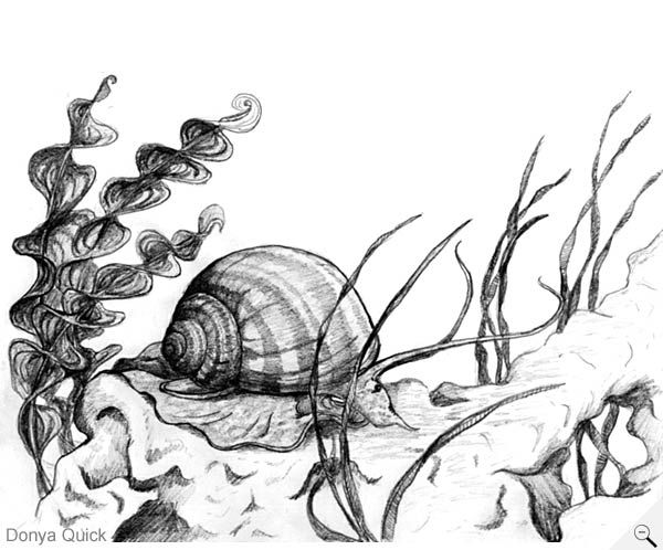 600x498 snail illustration - Sea Snail Drawing