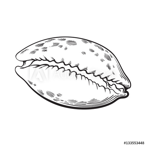 500x500 cowrie or cowry sea shell, sketch style vector illustration - Sea Snail Drawing