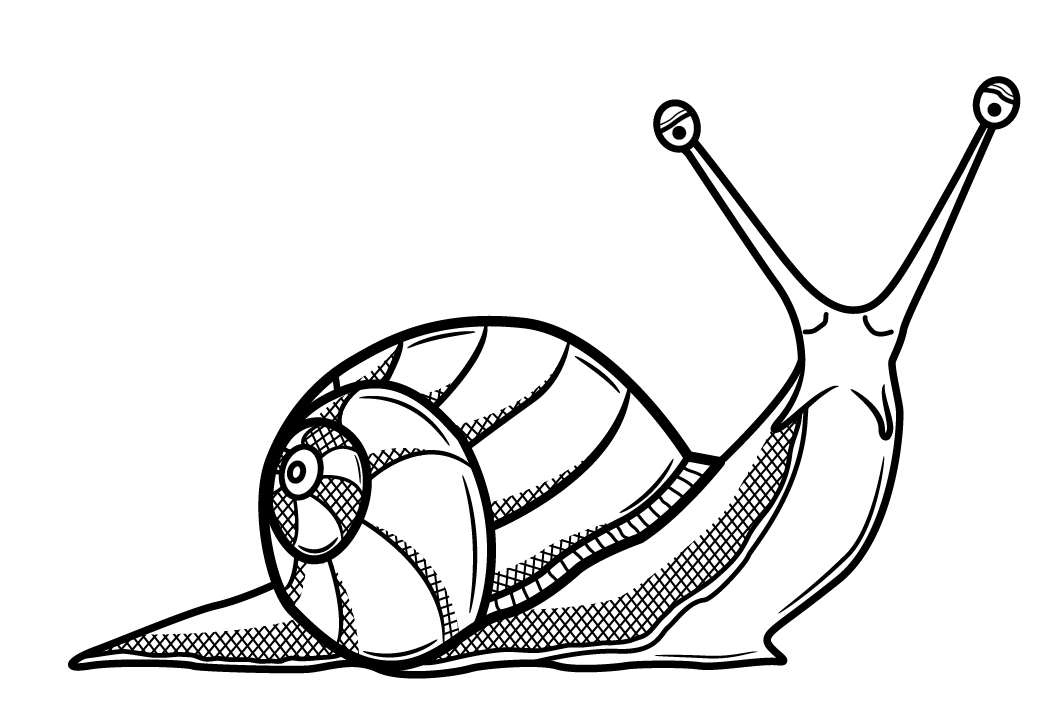 1045x716 line drawings of shells similar galleries snail shell drawing - Sea Snail Drawing