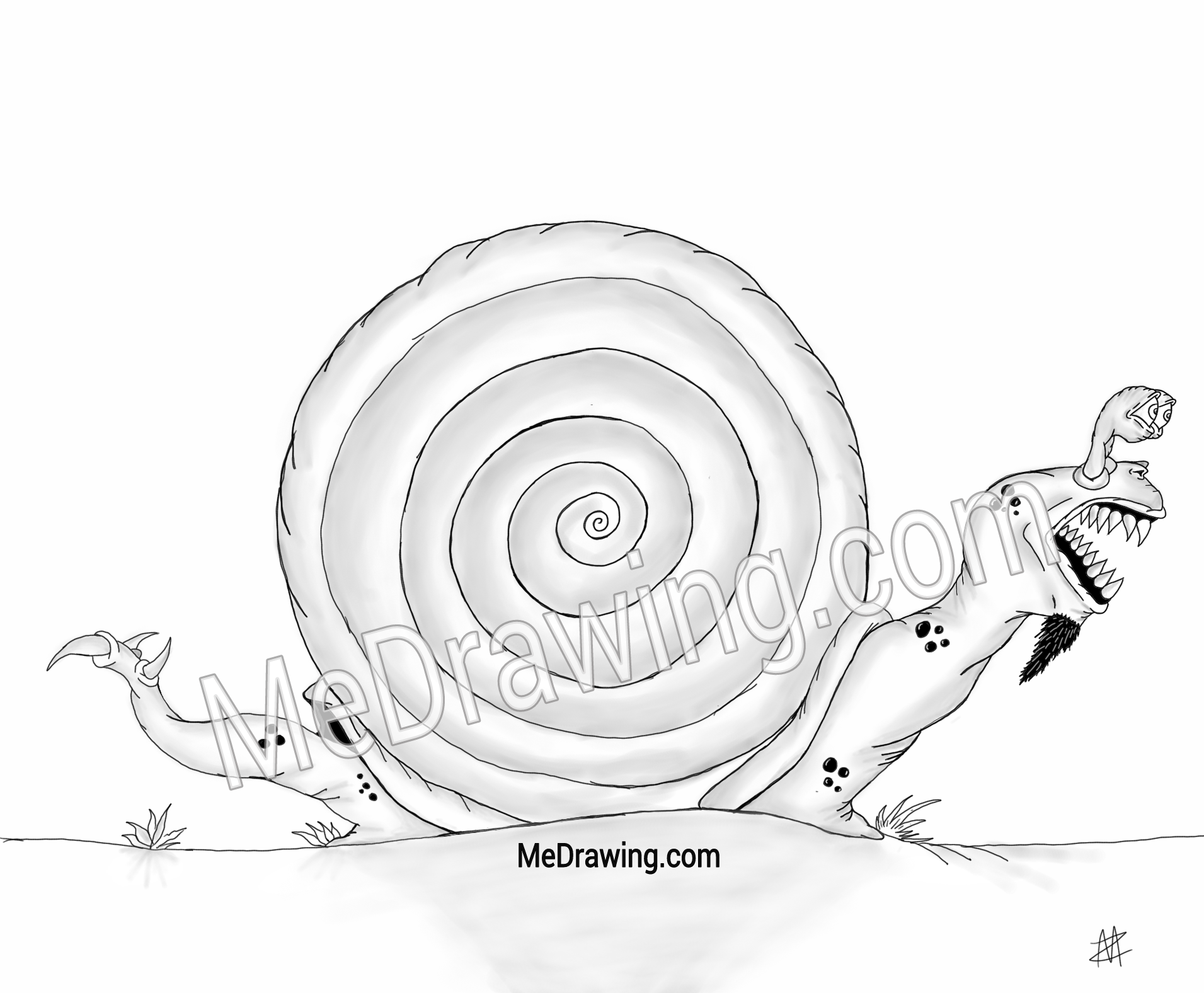 1911x1576 snail sketch - Sea Snail Drawing