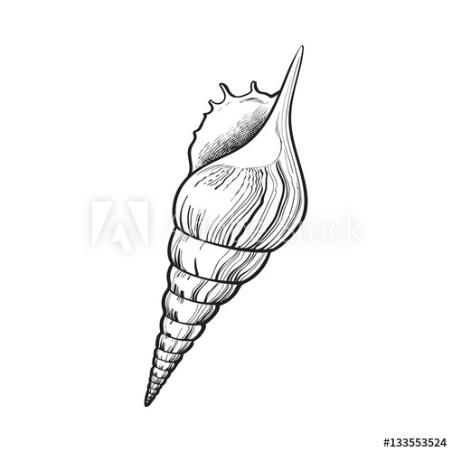 500x500 spiral conch sea shell, sketch style vector illustration isolated - Sea Snail Drawing