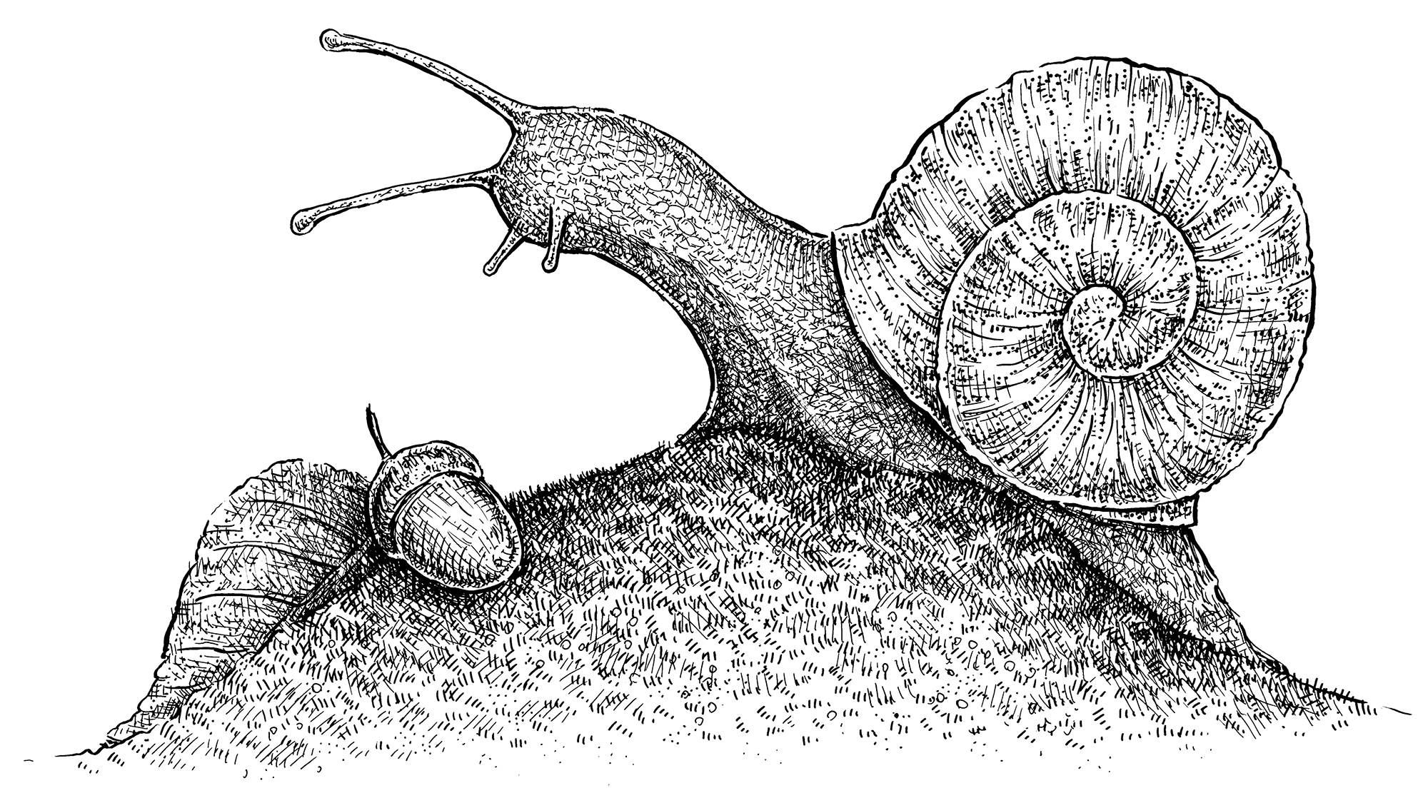 2000x1125 create organic textures in ink creative bloq - Sea Snail Drawing