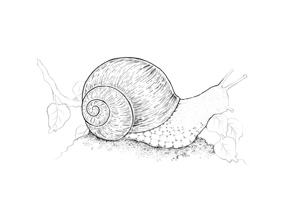 600x456 drawn shell sea snail - Sea Snail Drawing