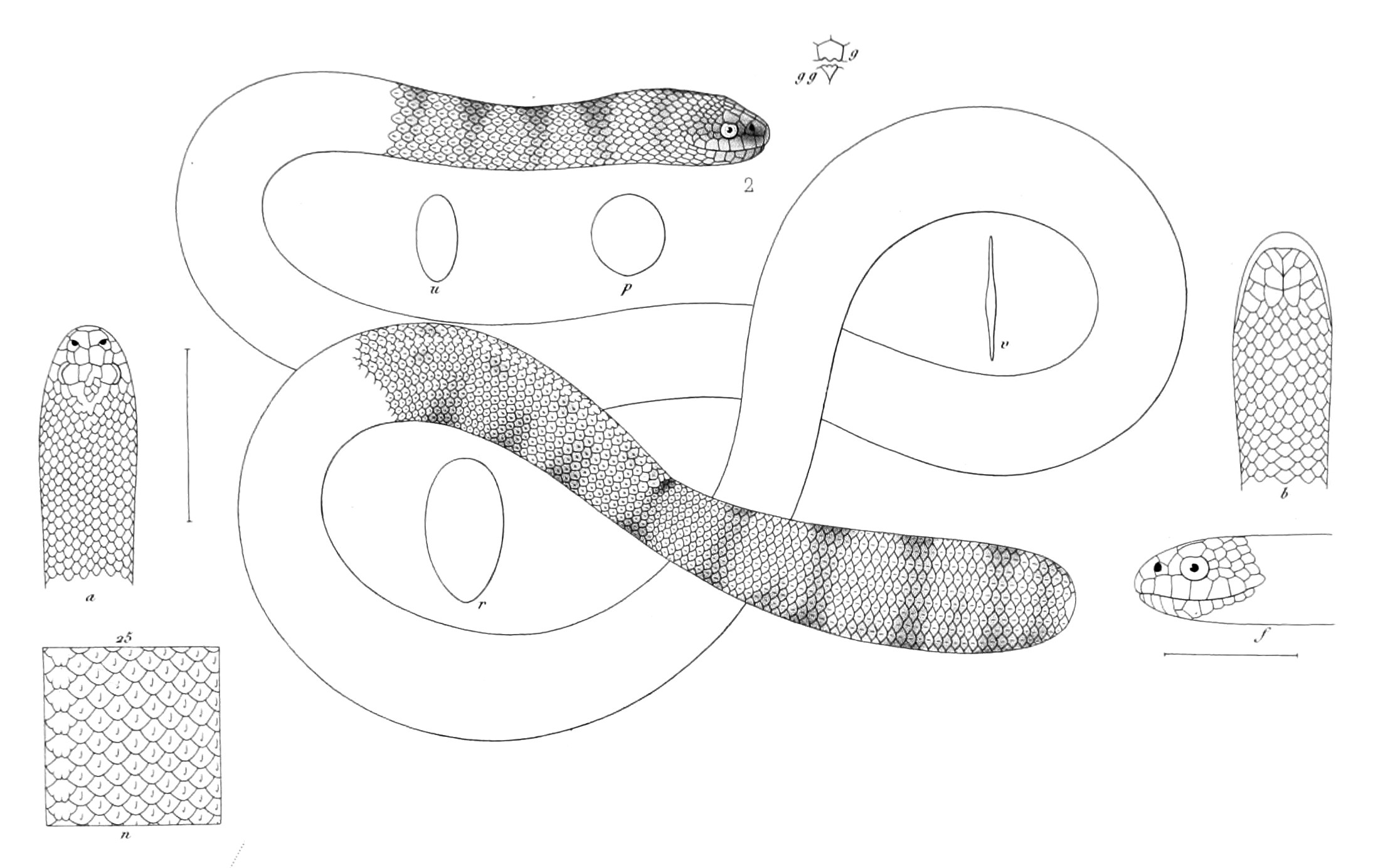 2189x1384 Hydrophis Peronii - Sea Snake Drawing