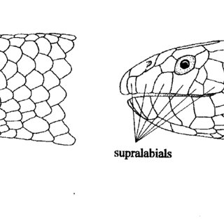 320x320 Pdf Sea Snakes - Sea Snake Drawing