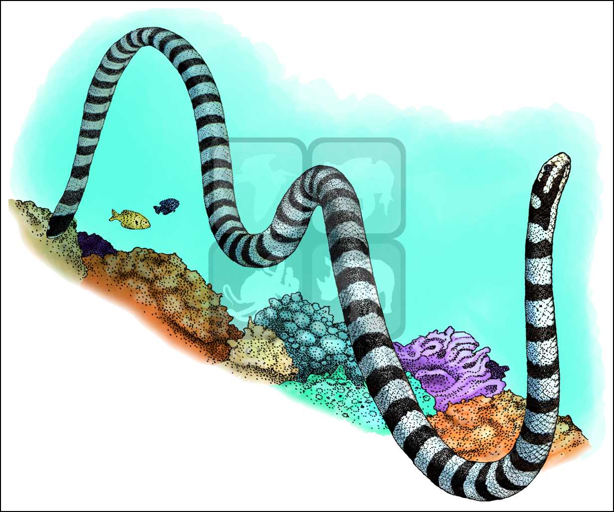 Sea Snake Drawing at Explore collection of Sea