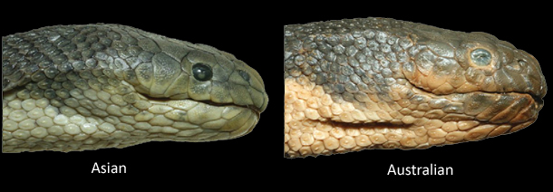 610x212 The Deadliest Sea Snake Is Actually Two Look Alike Species - Sea Snake Drawing