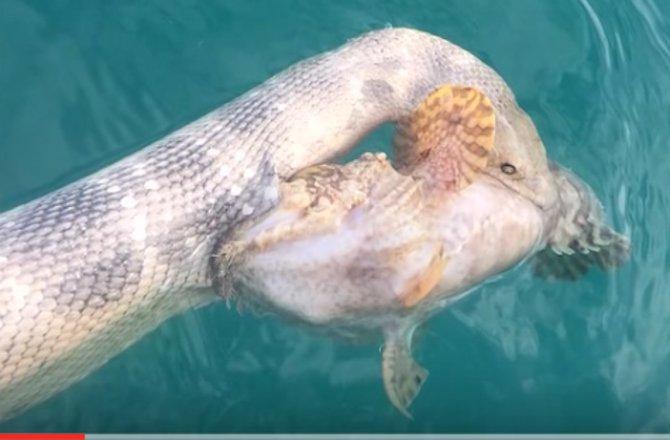 670x440 venomous sea snake takes down poisonous stonefish discovery blog - Sea Snake Drawing