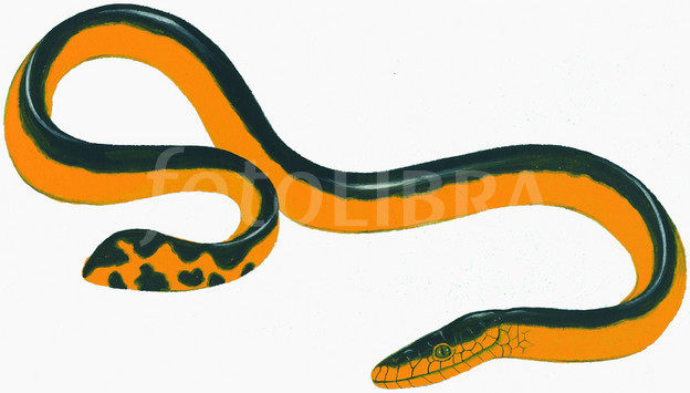 624x355 Yellow Bellied Sea Snake Illustration - Sea Snake Drawing