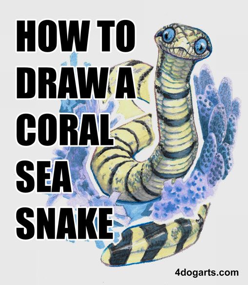 509x584 coral banded sea snake how to draw tutorial illustration snake - Sea Snake Drawing