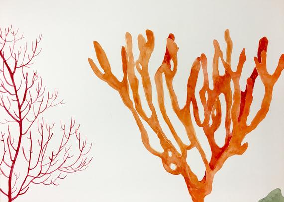 570x406 sea sponge and fan etsy - Sea Sponge Drawing