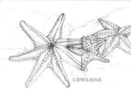 263x191 Sea Star Wasting Syndrome O Ecotextiles - Sea Star Drawing
