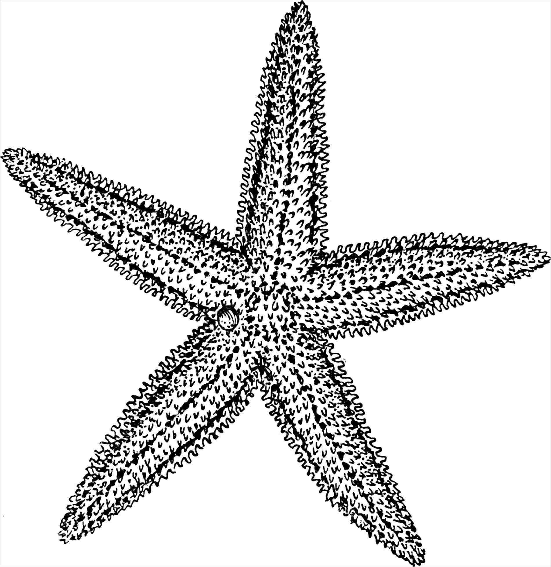 1899x1952 Pictures Wikihowrhwikihowcom Sea Star Drawingrhthelittlemermaidcom - Sea Star Drawing