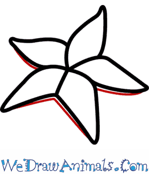 300x350 How To Draw A Sea Star - Sea Star Drawing