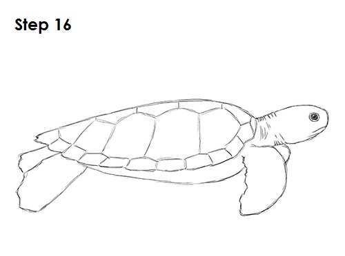 500x372 How To Draw A Green Sea Turtle - Sea Turtle Cartoon Drawing