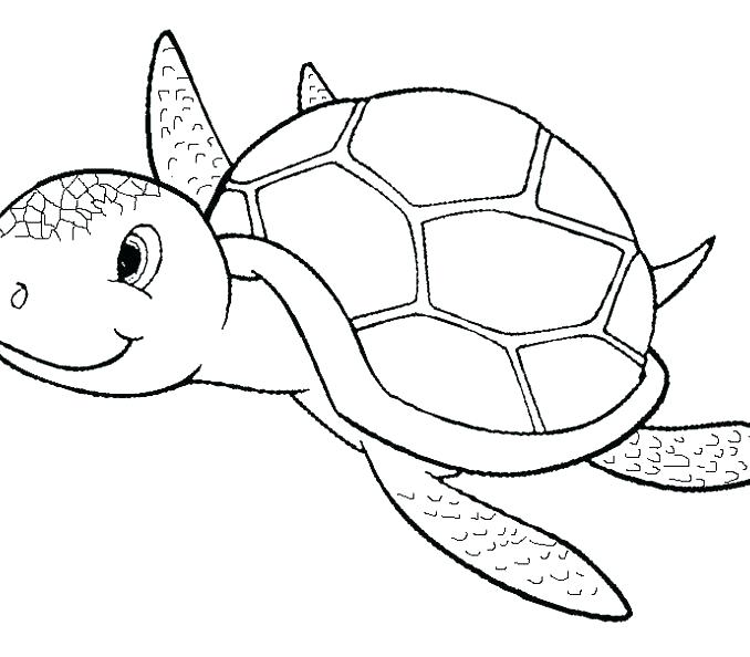 Sea Turtle Cartoon Drawing at PaintingValley.com | Explore collection ...