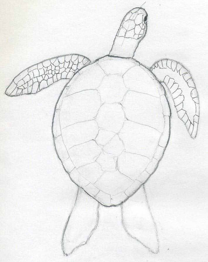 710x892 How To Draw A Turtle - Sea Turtle Drawing