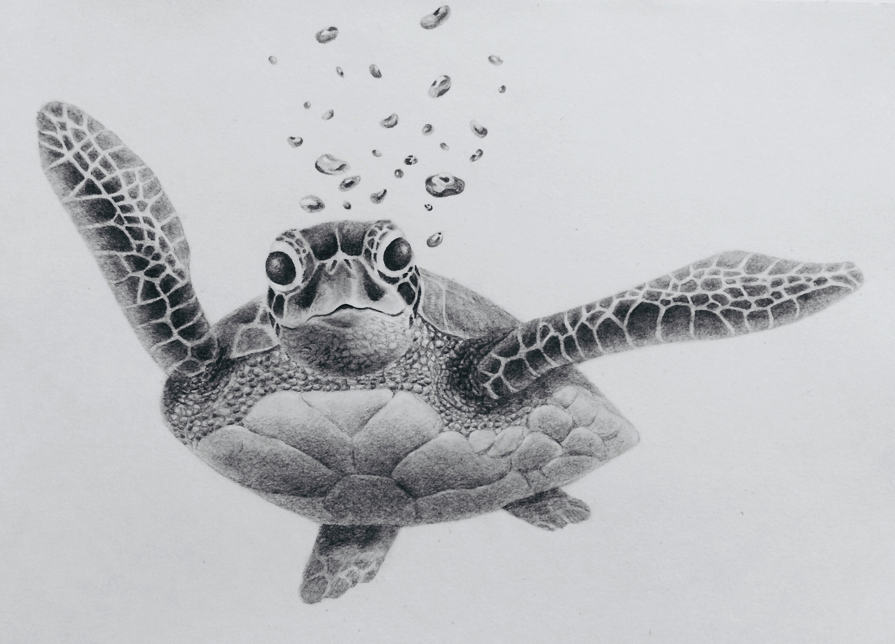 Flamin Darwin: 35+ Latest Realistic Drawing Sea Turtle Outline.