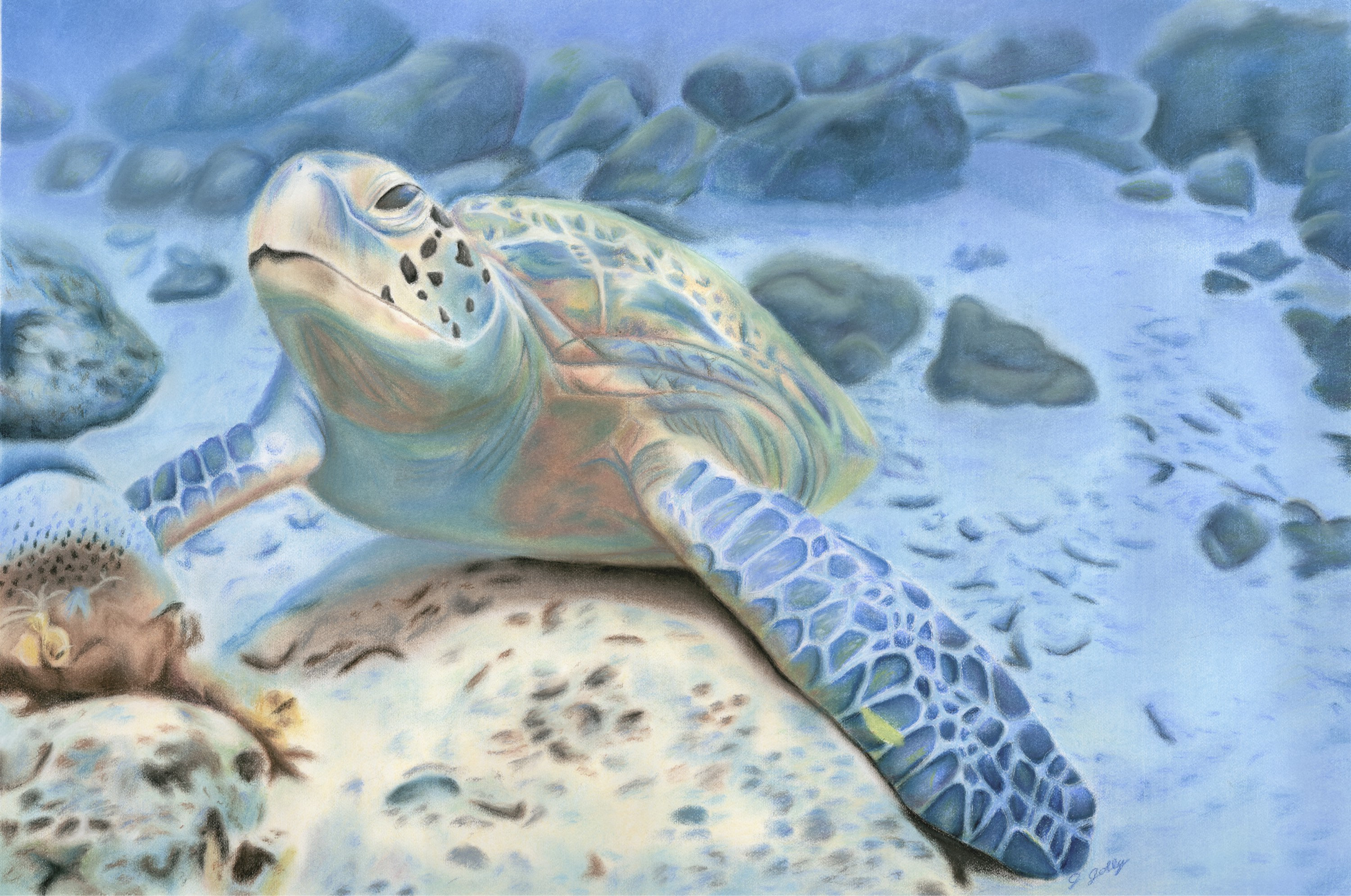 3000x1990 sea turtle drawing bluegreen sea turtle pastel drawing sea etsy - Sea Turtle Drawing