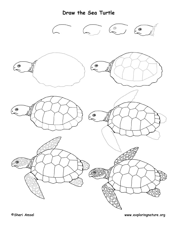 612x792 Sea Turtle Drawing Lesson - Sea Turtle Drawing