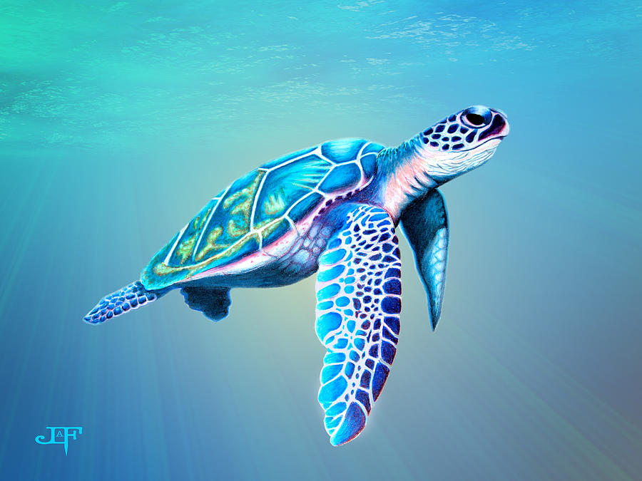 900x675 Sea Turtle Drawing - Sea Turtle Drawing