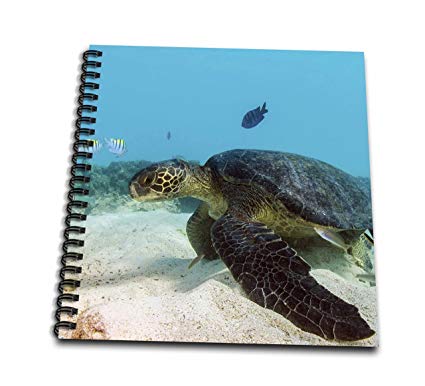 425x386 Rose Galapagos Green Sea Turtle Underwater Drawing Book - Sea Turtle Drawing