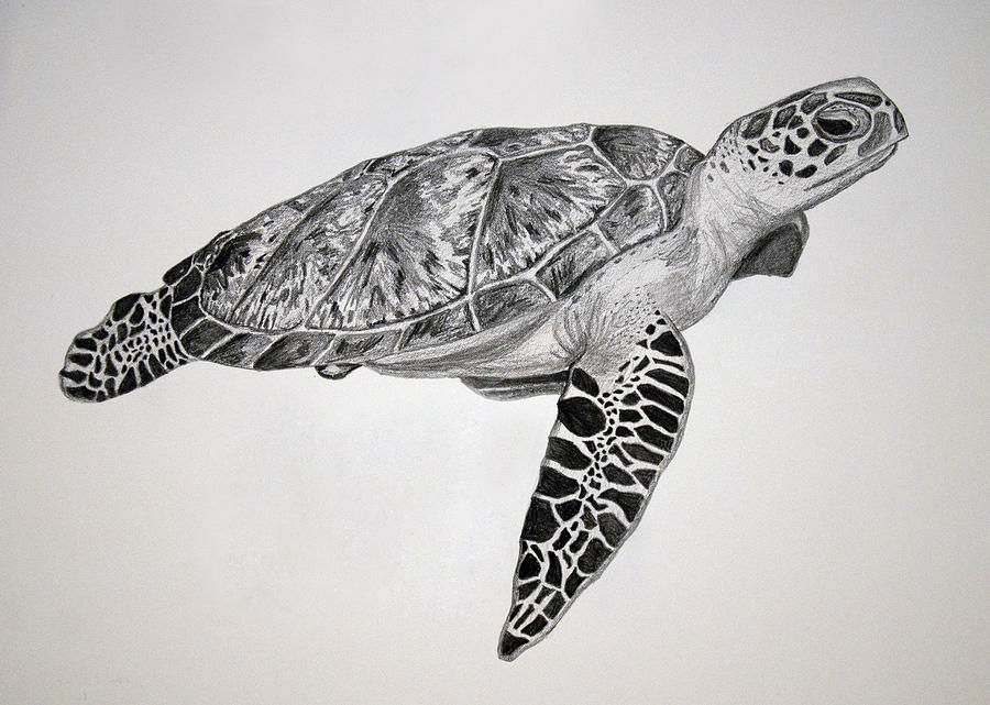 900x641 Turtle Drawing - Sea Turtle Drawing