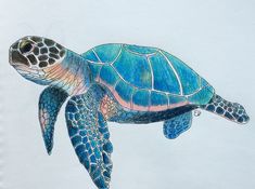 235x175 How To Draw A Sea Turtle Step Art With Turtles - Sea Turtle Drawing