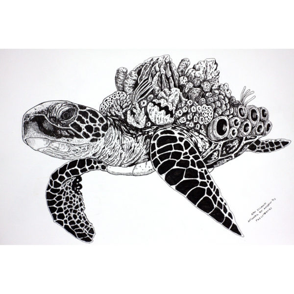 600x600 Coral Sea Turtle - Sea Turtle Drawing