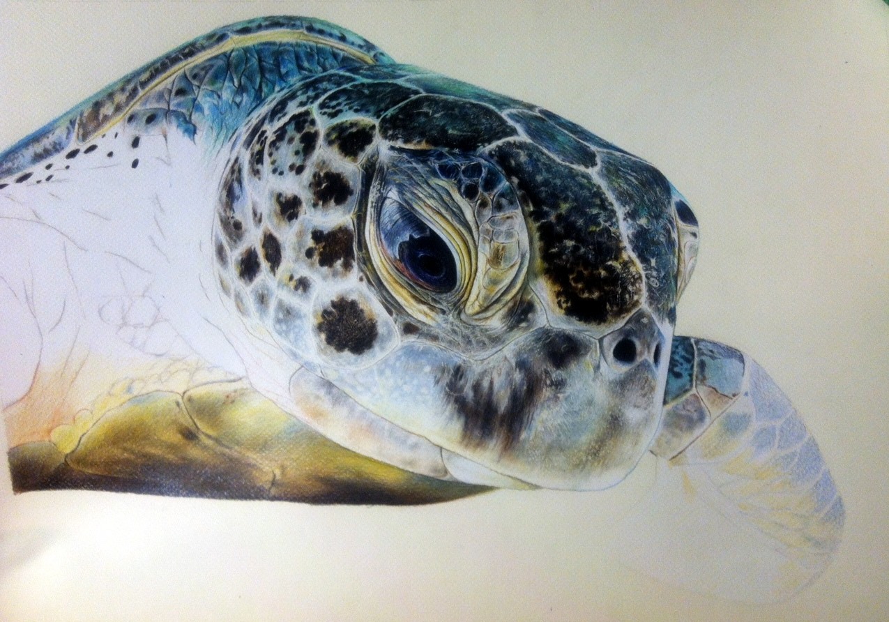 1275x892 How To Paint With Colouring Pencils Make Your Drawings Hyper - Sea Turtle Drawing Color
