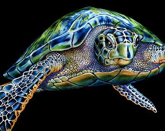 340x270 Iguana Colored Pencil Drawing Turtle Favs Pencil Drawings - Sea Turtle Drawing Color