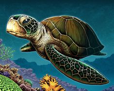 235x188 Impressive Realistic Color Pencil Illustrations From Year Old - Sea Turtle Drawing Color