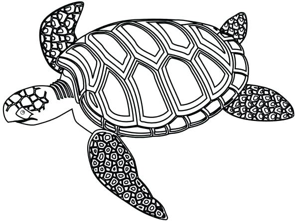 600x444 Realistic Sea Turtle Coloring Pages Drawing At Inspiration - Sea Turtle Drawing Color