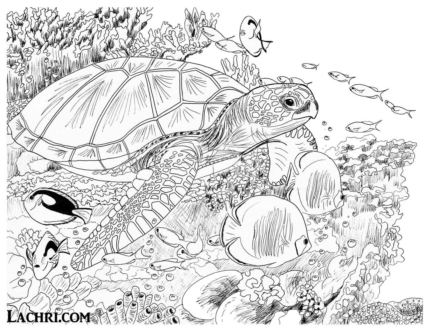 1500x1160 Sea Turtle Colored Pencil Tutorial - Sea Turtle Drawing Color