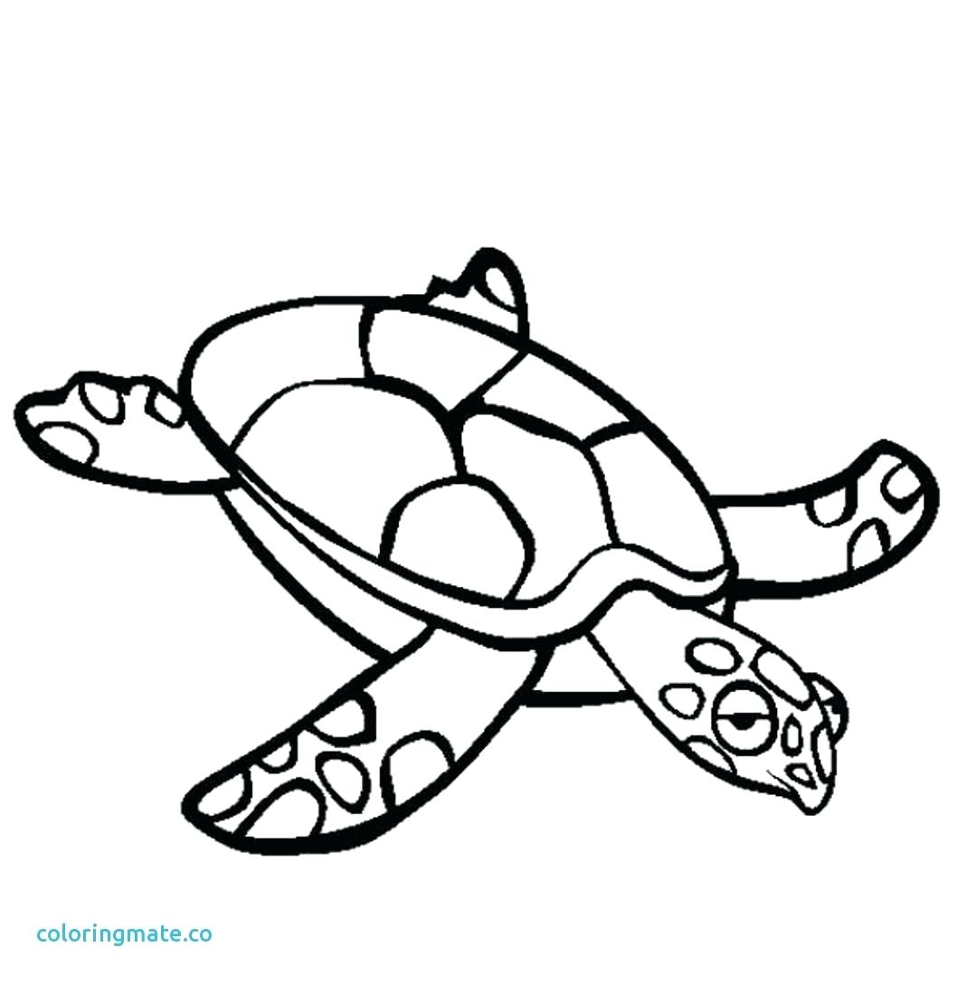 1068x1089 Sea Turtle Drawing Color - Sea Turtle Drawing Color