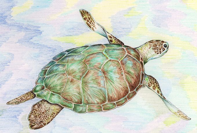 679x457 Sea Turtle - Sea Turtle Drawing Color