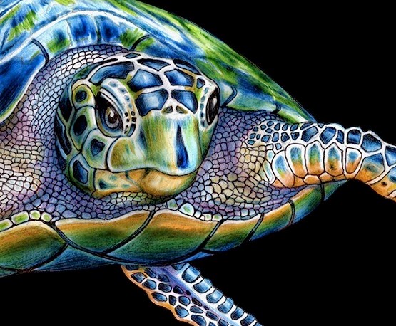 555x458 Tim Jeffs Art - Sea Turtle Drawing Color