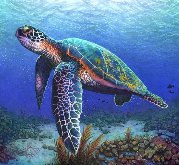 600x552 Turtle Study - Sea Turtle Drawing Color