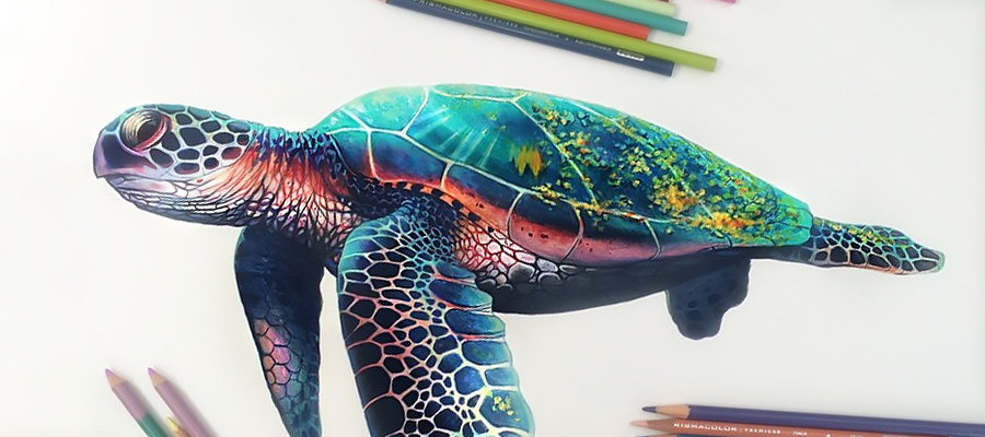 Sea Turtle Drawing Color at PaintingValley.com | Explore collection of ...