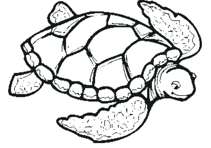 900x632 Coloring Pages Online For Toddlers Adults Disney Drawn Sea Turtle - Sea Turtle Drawing Color