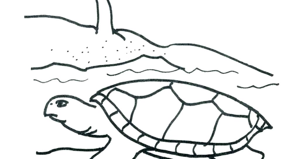 960x544 coloring pages halloween bats printable disney for kids drawing - Sea Turtle Drawing For Kids